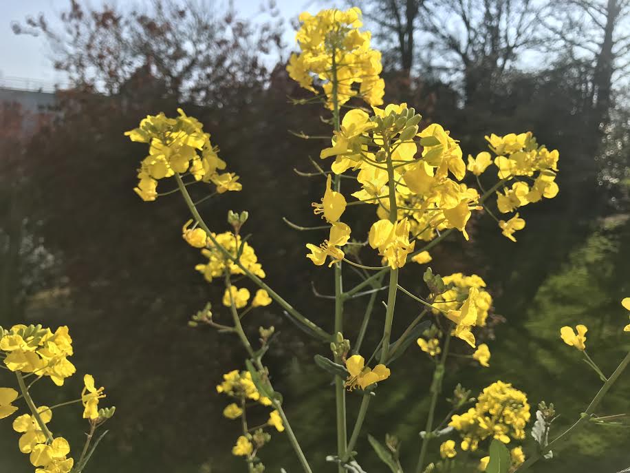 Yellow flowers Highgate London March 2020